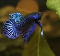 Betta mahachaiensis Blue Pair