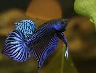Betta mahachaiensis Blue Pair