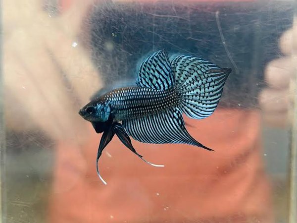 Betta mahachaiensis Steel Blue Pair