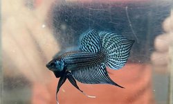Betta mahachaiensis Steel Blue Pair