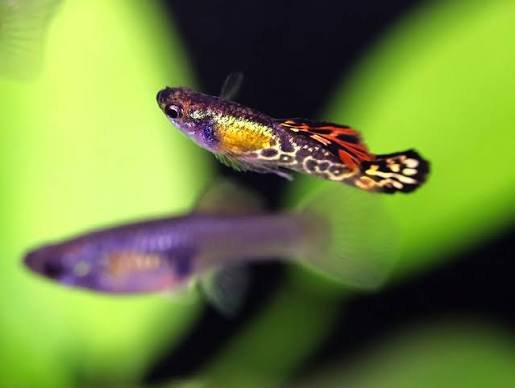 Vienna Guppy Trio
