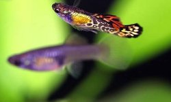 Vienna Guppy Trio