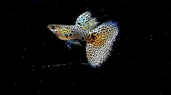 Yellow King Tiger Cobra Guppy Trio