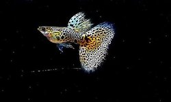 Yellow King Tiger Cobra Guppy Trio