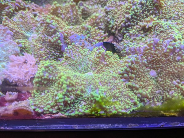 Front and center in this pic, 3" across