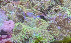 Green Ricordea yuma coral