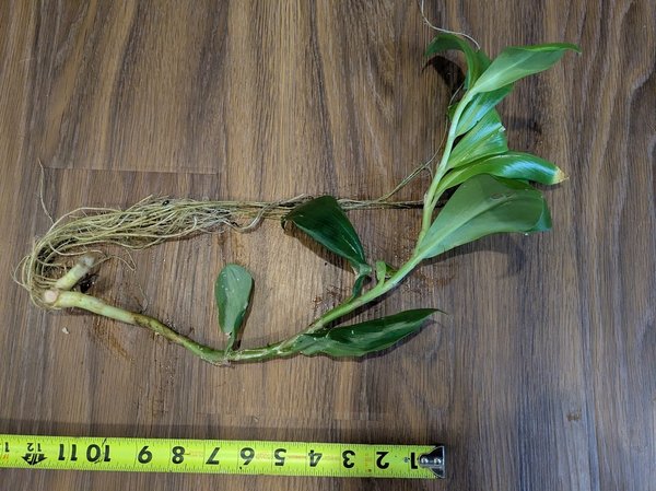 Ginger var 'Bill Cole'