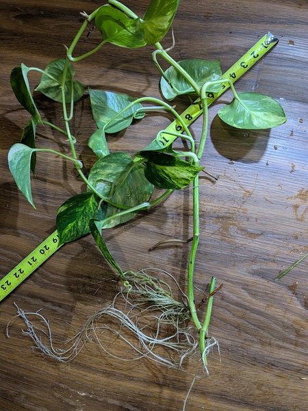 Golden pothos