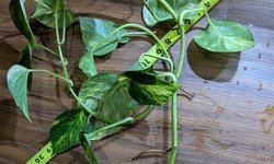 Golden pothos