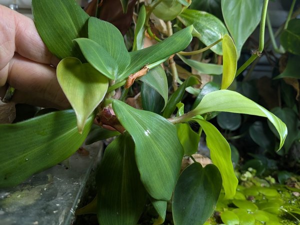 Ginger var 'Bill Cole'