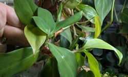 Ginger var 'Bill Cole'
