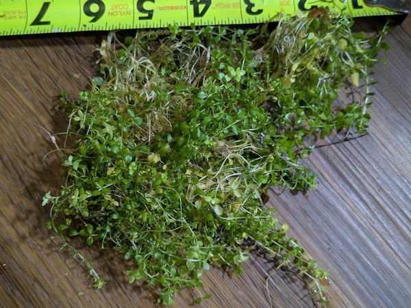 Dwarf baby tears
