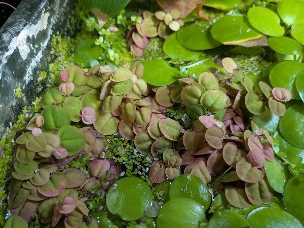 All the red root floaters shown in this pic