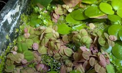 Red root floaters