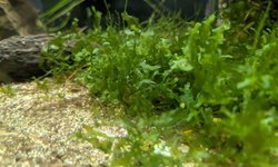 Susswassertang