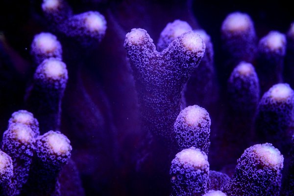 Purple stylophora coral