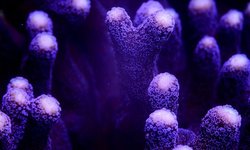 Purple stylophora coral