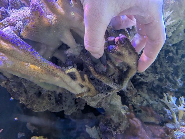 Purple stylophora coral