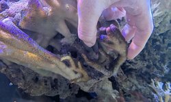 Photo 2 of Purple stylophora coral