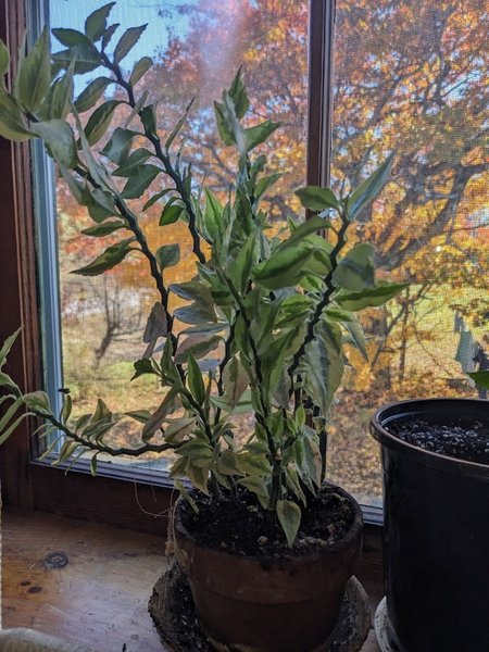 Devil's backbone house plant