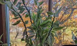 Devil's backbone house plant