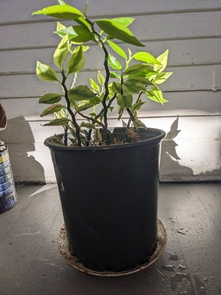 Devil's backbone house plant #2