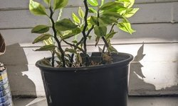 Devil's backbone house plant #2