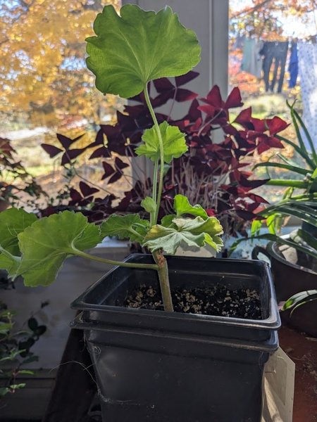 Just the plant in the foreground here, 4" pot