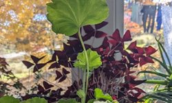 Pink geranium house plant