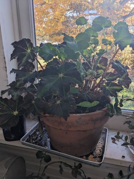 Red geranium house plant