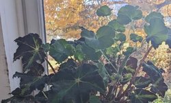 Red geranium house plant