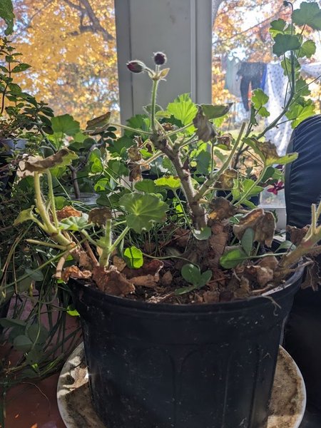 Red geranium house plant (lots)