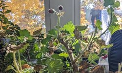Red geranium house plant (lots)
