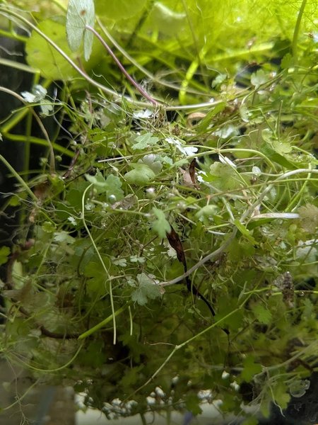 Grown as a stem plant, or free floating