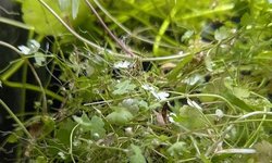 Hydrocotyle species 'japan'