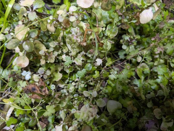 Grown emersed as part of a mixed carpet