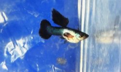 Panda guppies
