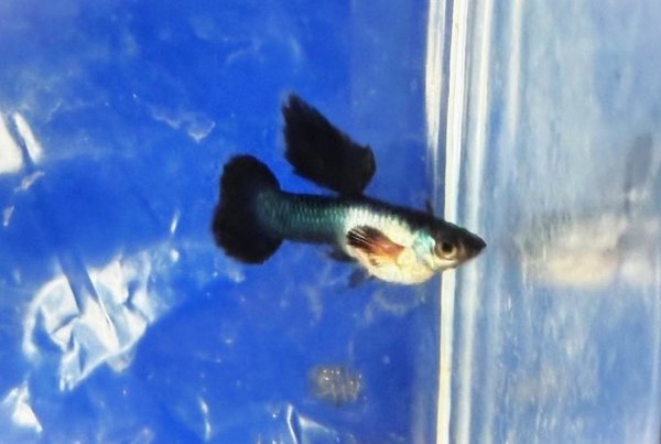 Panda guppies