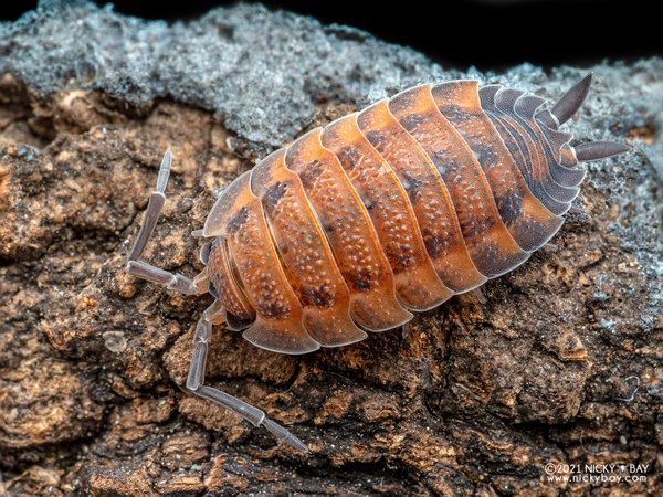 Porcellio scaber Lava Isopods 8
