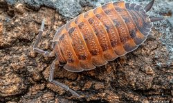 Porcellio scaber Lava Isopods 8