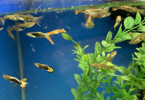 25+ Guppy Asst with some Red Metal Lace