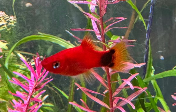 1M2F Red Mickey Platy