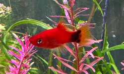 1M2F Red Mickey Platy