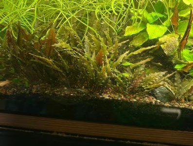 Cryptocoryne sp. Red (#1)