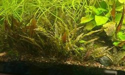Cryptocoryne sp. Red (#2)