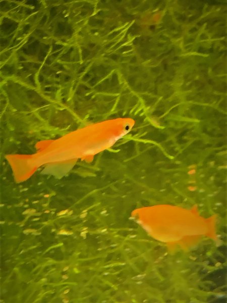 Medaka Rice Fish