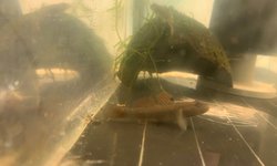 Rhinogobius cf. brunneus