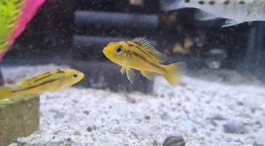 Rock Kribs (African Hap) 5 Fish