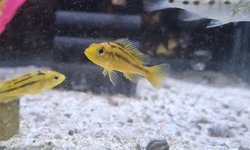 Rock Kribs (African Hap) 5 Fish
