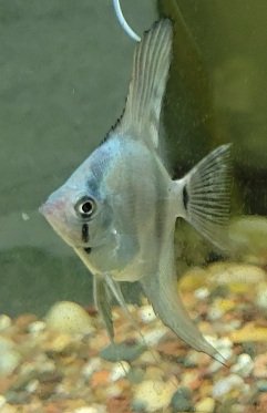 Examples of the fish to be included.